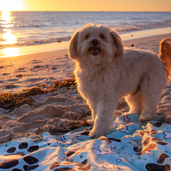 QUICK DRY SAND FREE BEACH TOWEL FOR DOGS